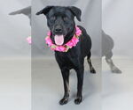 Small #1 Labrador Retriever Mix