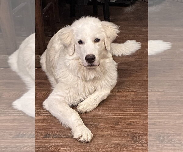 Medium Photo #3 Great Pyrenees-Unknown Mix Puppy For Sale in Dallas, TX, USA