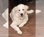 Small Photo #3 Great Pyrenees-Unknown Mix Puppy For Sale in Dallas, TX, USA
