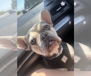 French Bulldog Puppy for sale in CHINO, CA, USA