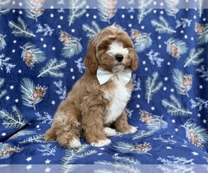 Cock-A-Poo Puppy for sale in LAKELAND, FL, USA