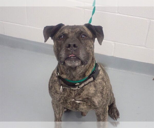 Medium Photo #1 Mutt Puppy For Sale in St. Cloud, FL, USA