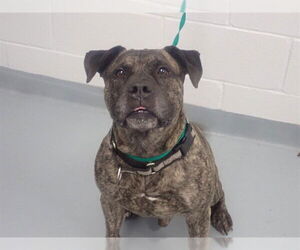 Mutt Dogs for adoption in St. Cloud, FL, USA