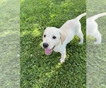 Small #1 Labrador Retriever