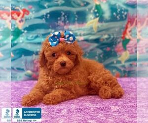 Poodle (Toy) Puppy for sale in WINNSBORO, LA, USA