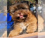 Small Photo #4 Shih Tzu Puppy For Sale in CHARLOTTE, NC, USA