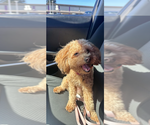Small Photo #1 Maltipoo (Miniature) Puppy For Sale in VENETA, OR, USA