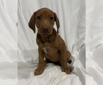 Puppy Purple Girl Rhodesian Ridgeback