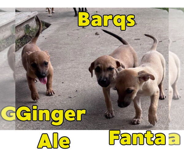 Medium Photo #12 Dachshund-Unknown Mix Puppy For Sale in San Antonio, TX, USA