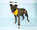 Small Dutch Shepherd -Staffordshire Bull Terrier Mix