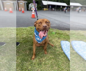 American Pit Bull Terrier-Staffordshire Bull Terrier Mix Dogs for adoption in Shermans Dale, PA, USA