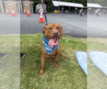 Small American Pit Bull Terrier-Staffordshire Bull Terrier Mix