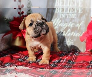 English Bulldog Puppy for sale in CLARKSVILLE, MD, USA