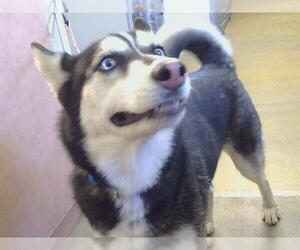 Siberian Husky Dogs for adoption in Sacramento, CA, USA