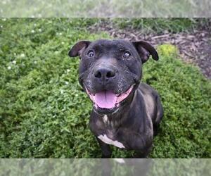 American Pit Bull Terrier Dogs for adoption in Decatur, IL, USA