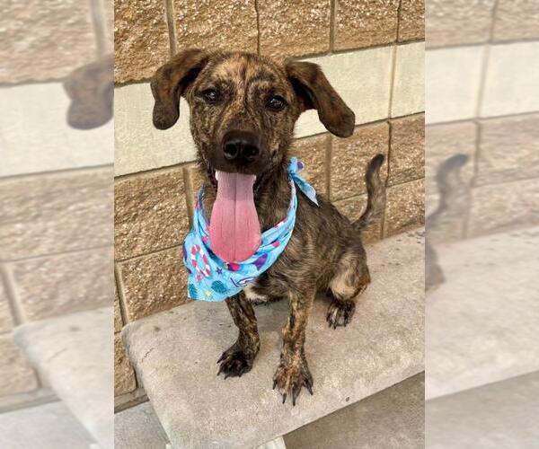 Medium Photo #1 Dachshund-Unknown Mix Puppy For Sale in Tulsa, OK, USA