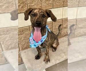 Dachshund-Unknown Mix Dogs for adoption in Tulsa, OK, USA