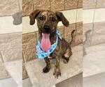 Small Dachshund Mix