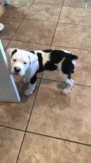 American Bulldog Puppy for sale in SWAINSBORO, GA, USA