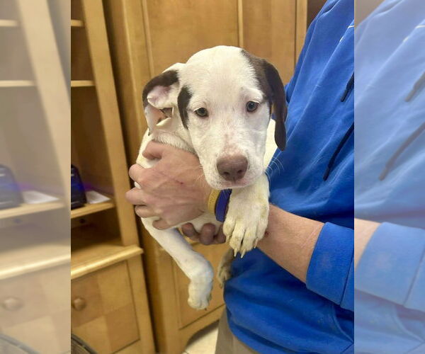 Medium Photo #2 Labrador Retriever-Unknown Mix Puppy For Sale in Brewster, NY, USA