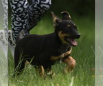 Small #2 Mutt
