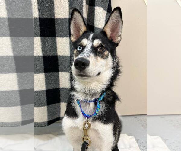 Medium Photo #2 Siberian Husky-Unknown Mix Puppy For Sale in Plover, WI, USA