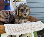 Small #3 Yorkshire Terrier