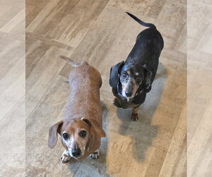 Dachshund Dogs for adoption in Taunton, MA, USA