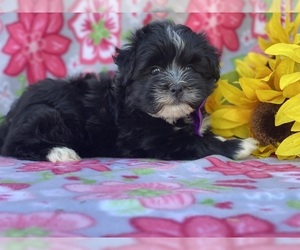 Havanese Puppy for sale in LANCASTER, PA, USA