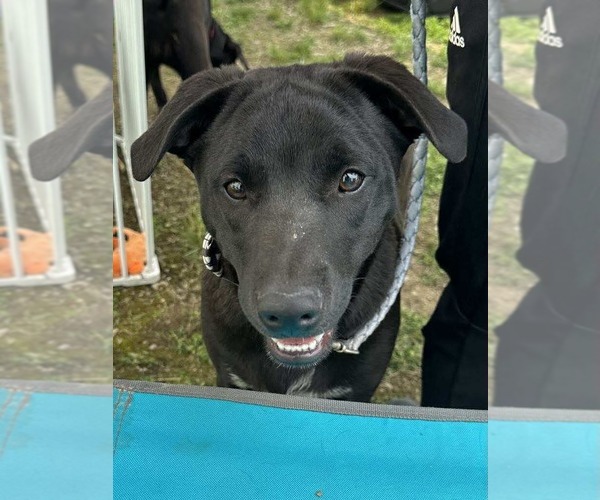 Medium Photo #8 American Pit Bull Terrier-Unknown Mix Puppy For Sale in Germantown, OH, USA