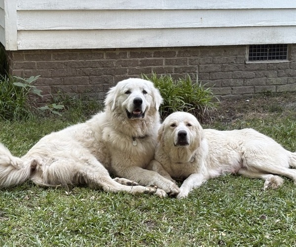 Medium Photo #1 Great Pyrenees Puppy For Sale in STOKES, NC, USA