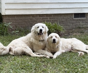 Mother of the Great Pyrenees puppies born on 04/13/2026