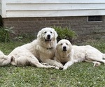 Small Photo #1 Great Pyrenees Puppy For Sale in STOKES, NC, USA
