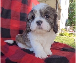 Cava-Tzu Puppy for sale in WALHONDING, OH, USA