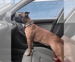 Small #1 Staffordshire Bull Terrier