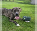 Small #40 American Pit Bull Terrier-Mountain Cur Mix