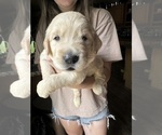 Small Photo #6 Golden Retriever Puppy For Sale in WATERBURY, VT, USA