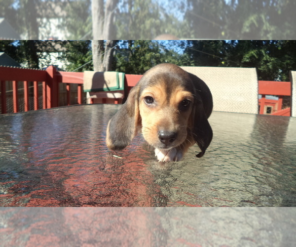 Medium Photo #3 Beagle Puppy For Sale in NEW BRIT, CT, USA