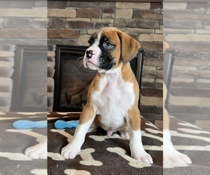 Boxer Dog for Adoption in NOBLESVILLE, Indiana USA