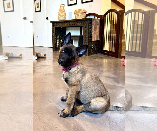 Medium Photo #9 German Shepherd Dog Puppy For Sale in Seattle, WA, USA