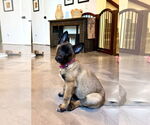 Small #8 German Shepherd Dog