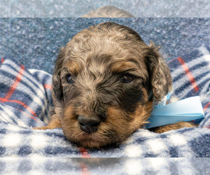 Bernedoodle (Miniature) Puppy for sale in ROY, UT, USA