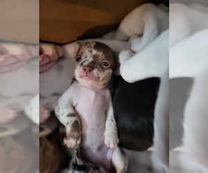 Chihuahua Puppy for sale in BLUE RIVER, WI, USA