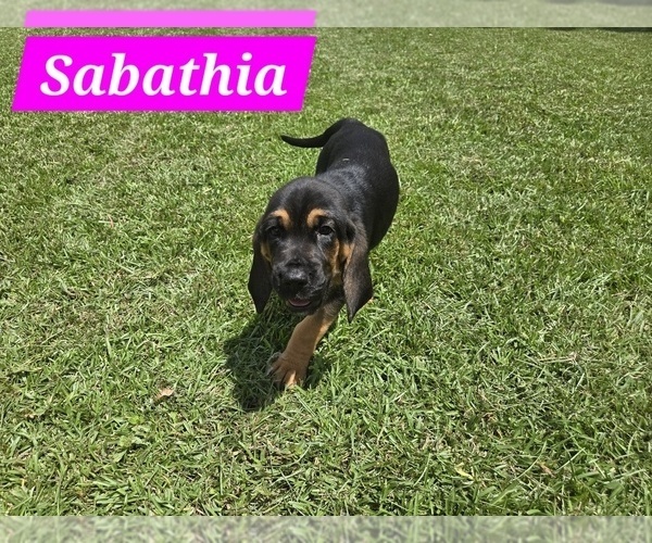 Medium Photo #1 Bloodhound Puppy For Sale in FOLSOM, LA, USA