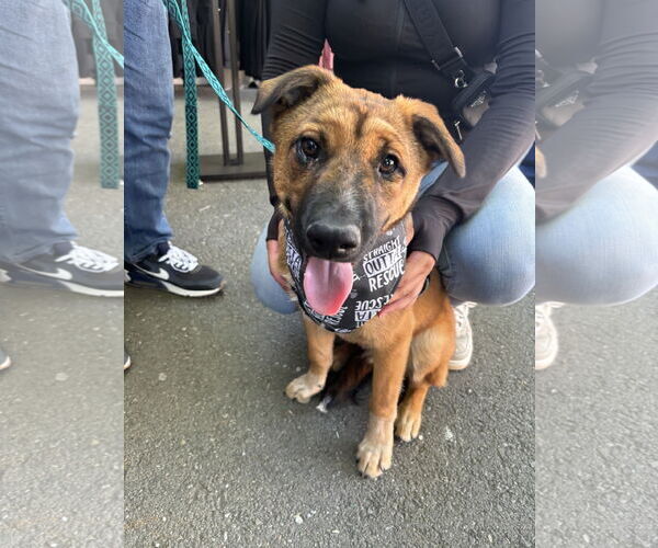 Medium Photo #1 Siberian Husky-Unknown Mix Puppy For Sale in Hayward, CA, USA