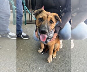 Siberian Husky-Unknown Mix Dogs for adoption in Hayward, CA, USA