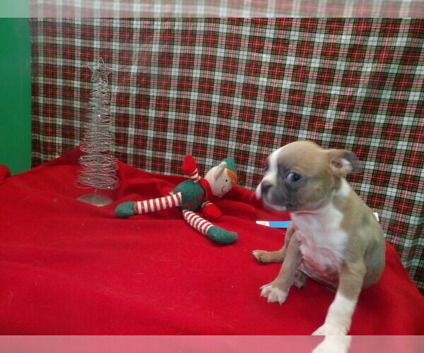 Medium Photo #2 Boston Terrier Puppy For Sale in PATERSON, NJ, USA