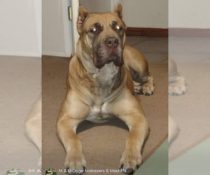 Mother of the America Bandogge Mastiff puppies born on 04/24/2026