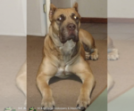 Small Photo #1 America Bandogge Mastiff Puppy For Sale in DEER PARK, TX, USA