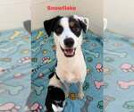 Small Photo #2 Border Collie-Parson Russell Terrier Mix Puppy For Sale in Cave Creek, AZ, USA